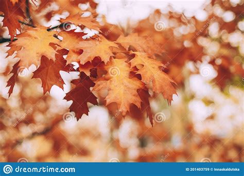 Beautiful Golden Oak Leaves In The Autumn Forest Stock Image Image Of