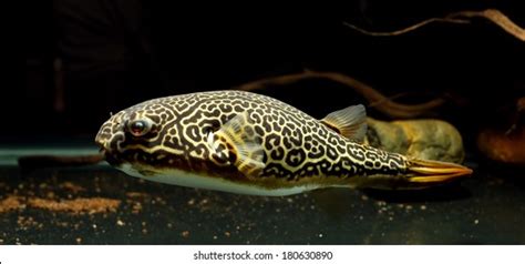 77 Tiger Puffer Fish Images Stock Photos And Vectors Shutterstock