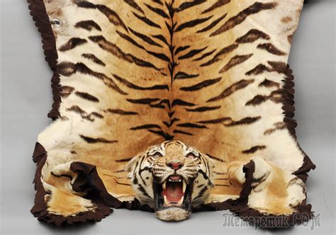 Шкура тигра красивые фото
