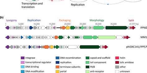 Bacteriophage Life Cycles And Genetic Modules A General Model Of