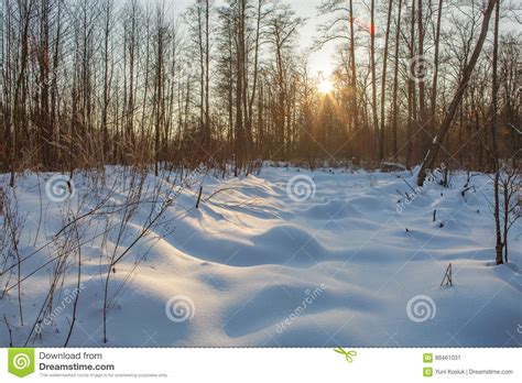 Snow Mounds Erotic Snow Dunes In The Ukrainian Snowy Woods Evening