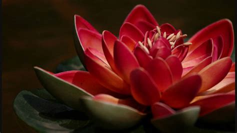 Red and blue flowers images. Susheela Raman - Blue Lilly Red Lotus - YouTube
