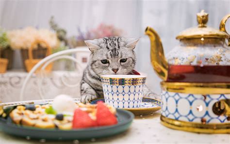 Cat Drinking From A Fancy Tea Set
