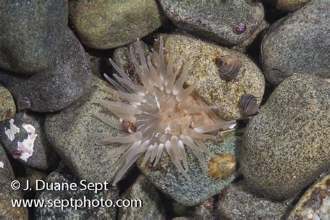 Intertidal Marine Life Of The Western Atlantic Duane Sept Photography