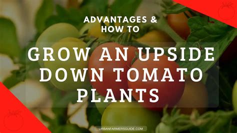 How To Grow Tomatoes Upside Down Easy 5 Steps And Advantages