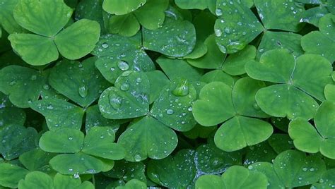 Clover Grass Raindrops Dew Drops Spring Dewdrops Green Nature Rain HD Wallpaper Peakpx