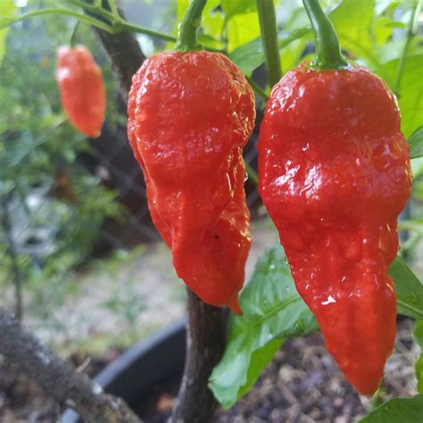 Ghost Peppers Looking Good This Morning Rspicy