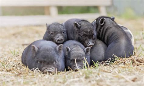 How Big Do Teacup Pigs Get A Z Animals