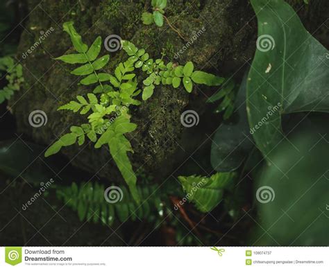 Plant Leaf Green Nature On Stone Rock Moss Fern Stock Image Image Of
