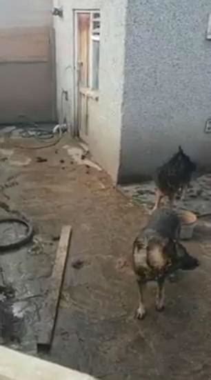 Horrifying Video Shows Neglected Dogs That Were So Starving They Ate