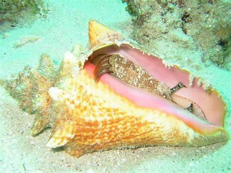 Image Result For Strombus Lobatus Gigas Sea Shells Conch Snail