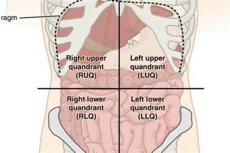 It is divided into quadrants or areas for study. Understanding Four Abdominal Quadrants | Health Clubfinder