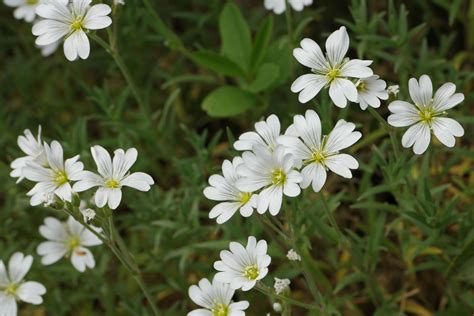 Cerastium Tomentosum