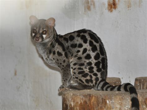 Genetta Pardina Pardine Genet In Zoo Ploiesti