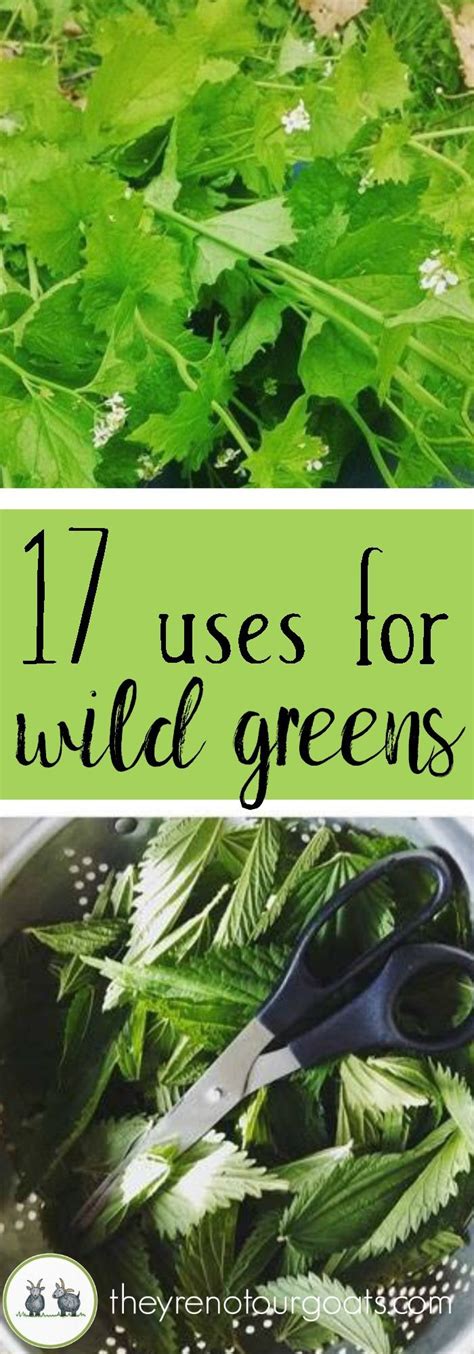 Seventeen Ways To Use Wild Greens Edible Wild Plants Herbs