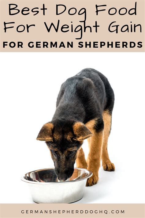 Maybe you would like to learn more about one of these? Best Food For German Shepherd To Gain Weight | German ...
