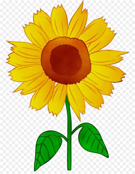 Bunga Matahari Umum Bunga Matahari Kartun Gambar Png