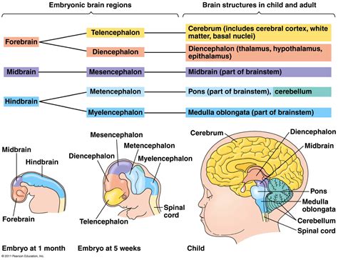 Hindbrain Function Brain Structure And Anatomy