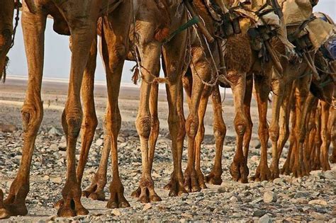Patas De Camellos Fotos De Animales Animales Foto