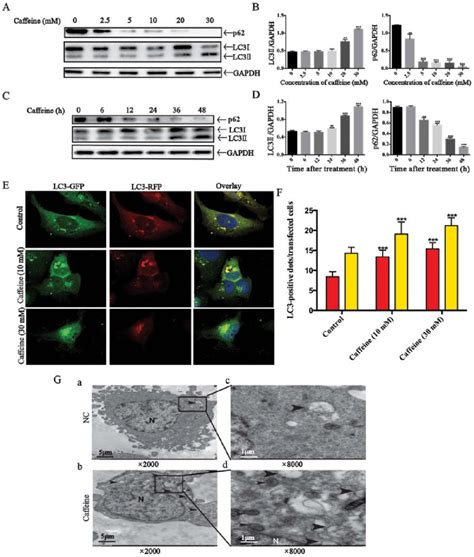 Autophagy Flux Is Stimulated By Caffeine In The Lx 2 Cell Line A