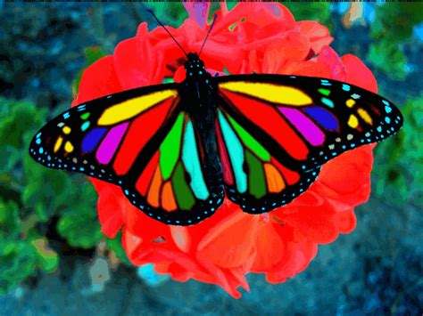 Butterfly Multicolored By Optilux On Deviantart