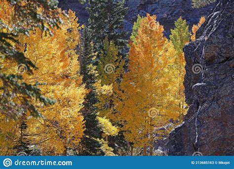 Yellow Aspen Trees And Rocks Stock Image Image Of Attraction Valley