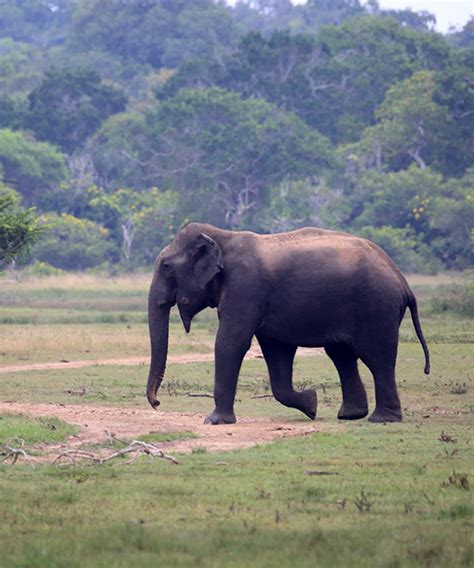 Kumana National Park Wildlife Safari Holidays In Sri Lanka Wildlife