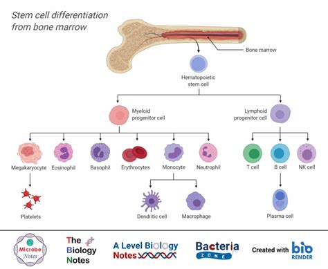Hematopoiesis And Cells Of The Immune System