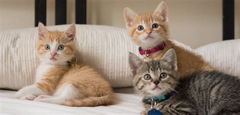 Learn what life might be like during the first month. Kitten Fostering l Volunteer l ASPCA