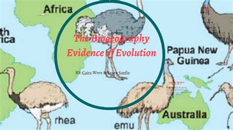 The Biogeography Evidence Of Evolution By Caria Wren On Prezi Next