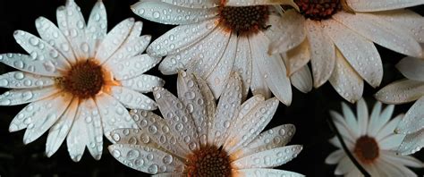Daisy Flowers Wallpaper 4k White Flowers Dew Drops