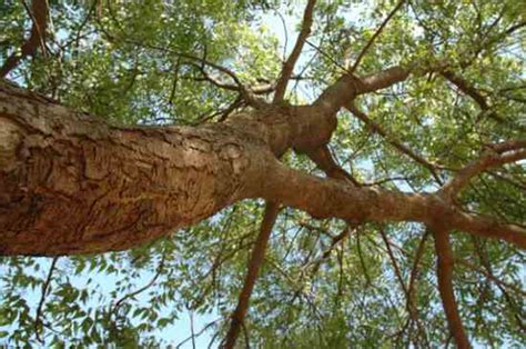 It is used in the hair to relieve dry scalp or dandruff and as a conditioner to prevent frizz. The Benefits of Neem Oil for the Garden - In the Garden ...