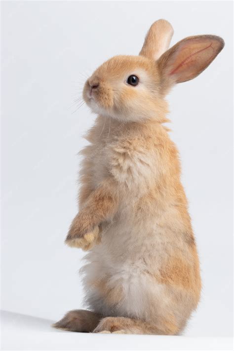 スタジオで孤立した白い背景の上に小さな茶色のウサギ立っています。 プレミアム写真