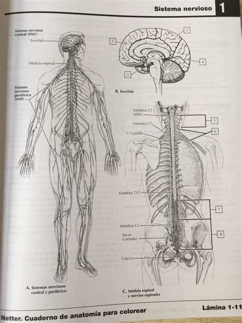 Netter Cuaderno De Anatomía Para Colorear 2a Revisada Envío Gratis