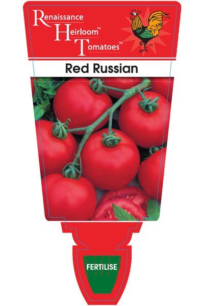 Tomato Red Russian Scotts Tubes