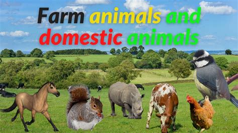 Farm Animals And Domestic Farm Animals The Sound Of Animals On The