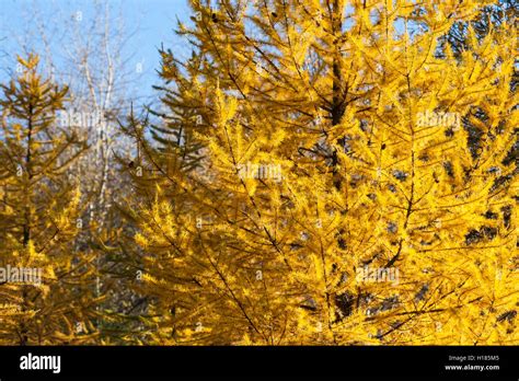 Bright Yellow Larch Tree In The Autumn Forest Against The Background Of