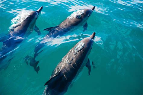 5 Things You Should Know About The Marine Mammal Protection Act Ocean