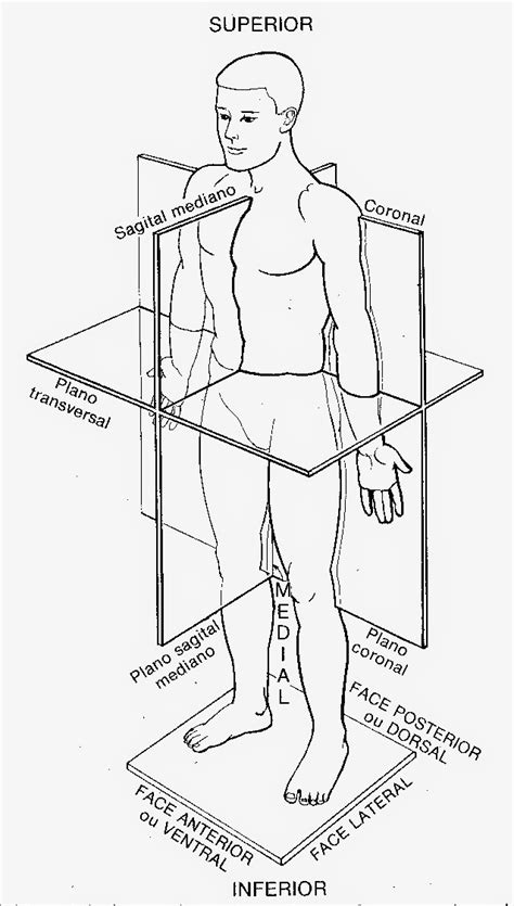Anatomia Humana DivisÃo Do Corpo Humano