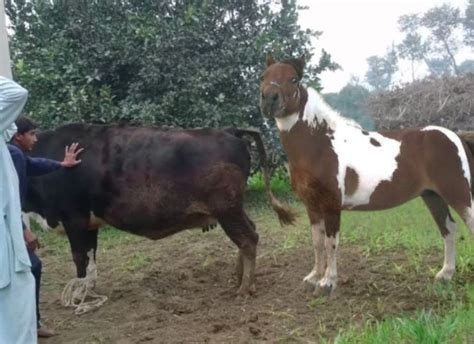 Money Pot Mbs Series Stallion Breeding Farm Leetchi