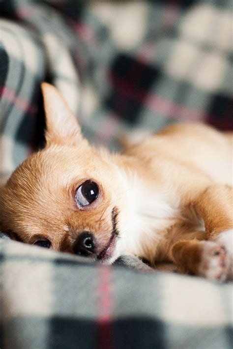 Cutest Chihuahua Puppies Pets Lovers