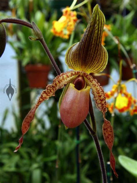 Aboutorchids Blog Archive Valentine’s Orchids