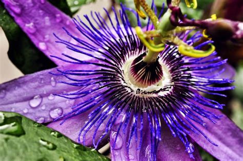 Lets Enjoy The Beauty Passion Flower One Of The Worlds Most