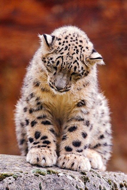 17 Best Images About Snow Leopards On Pinterest Cats Leopards And