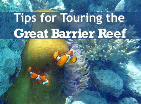 Tips For Australia Great Barrier Reef Tours Hilton Mom