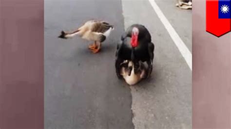 Turkey Sex With Goose So Wrong Escaped Turkey Attempts To Breed With Wild Goose Tomonews Free