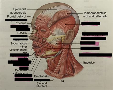 Muscles Of The Face And Neck Lateral View 2 Diagram Quizlet