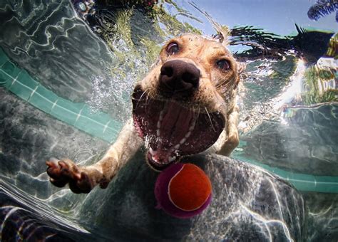 Diving Dogs Are Good Catch For Photographer Wired