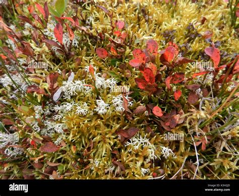 Mosses Lichens And Plants Hi Res Stock Photography And Images Alamy