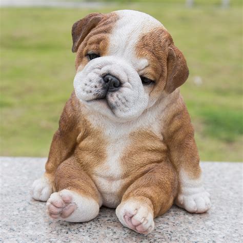 Bulldog Dog Breed History And Some Interesting Facts